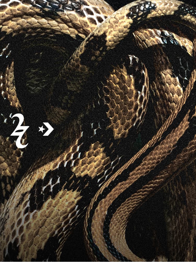 Shai Slither