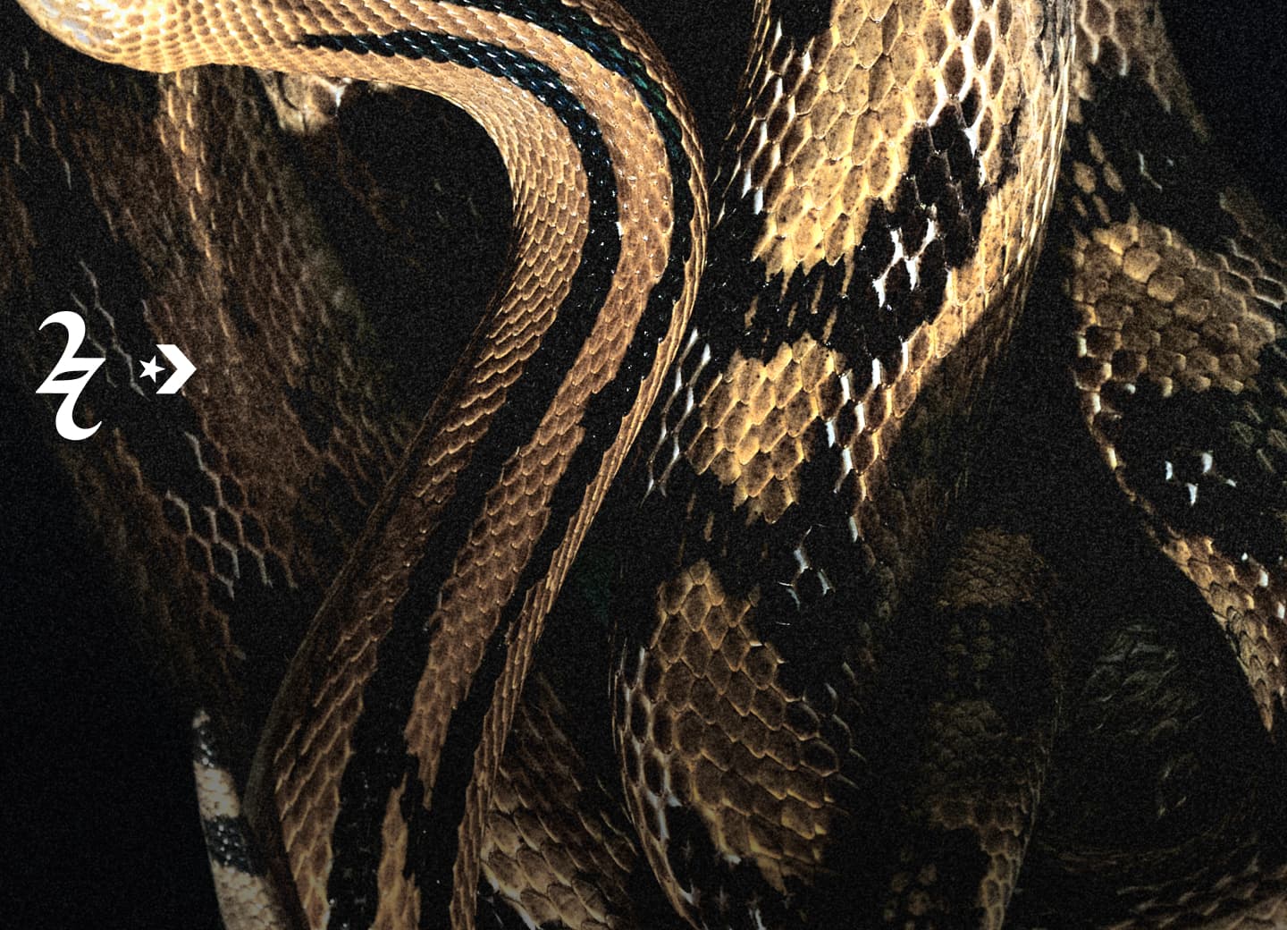 Shai 001 Premium Slither Coming Soon - Get Notified for more to come